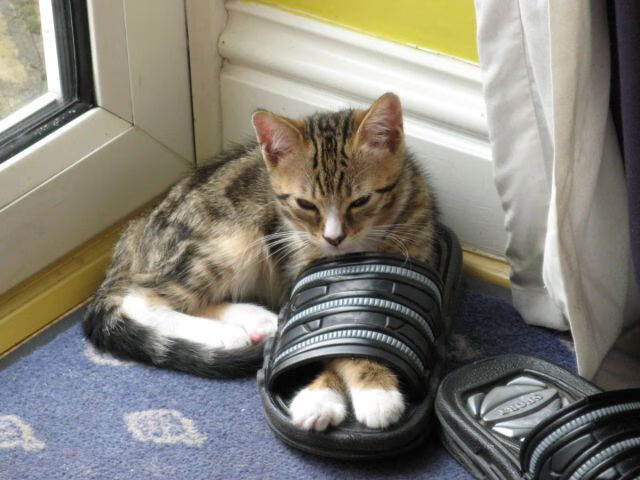 开云下载-体育新闻中心深化国际体育社交平台合作，国际体育交流