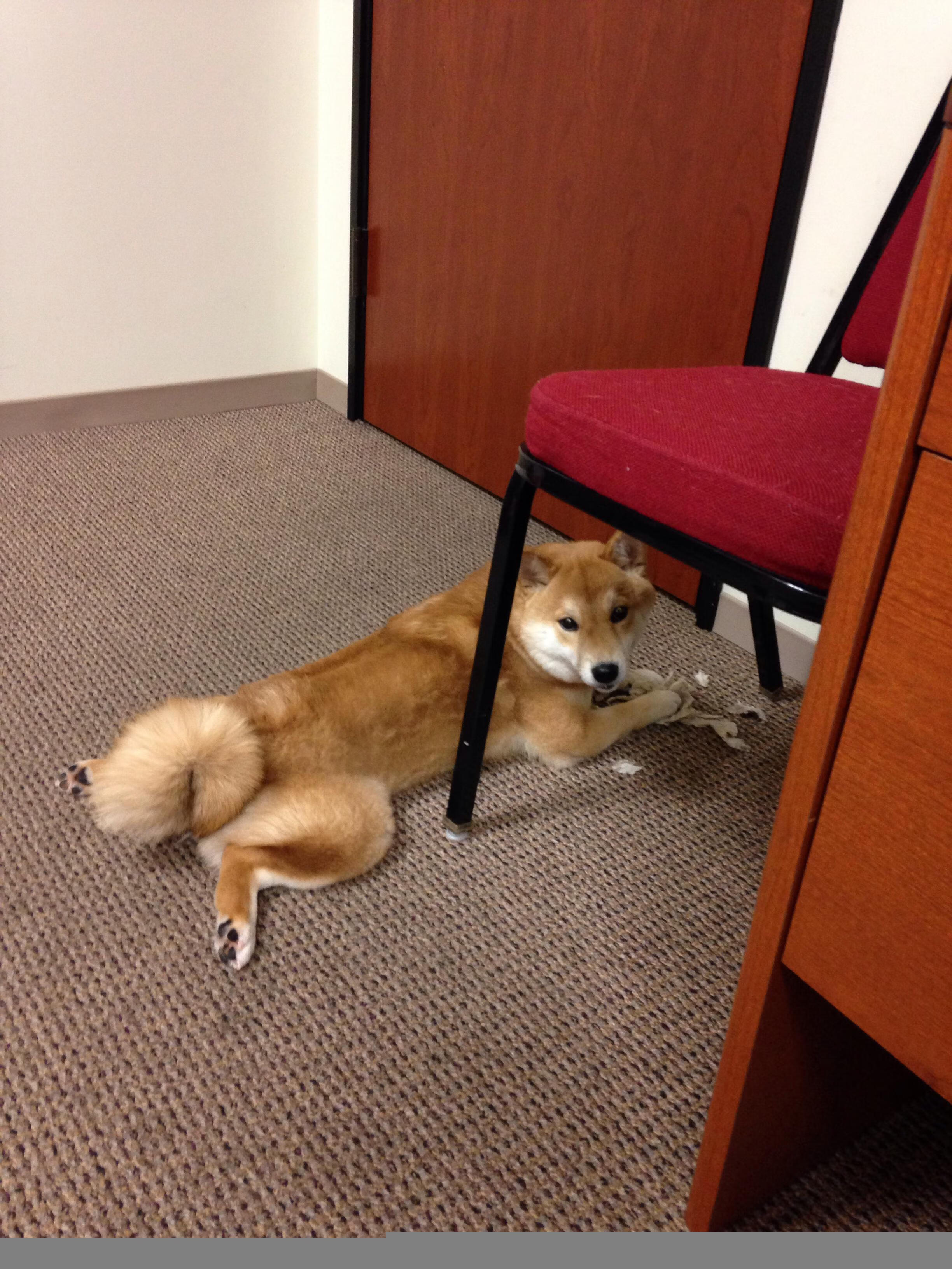 男排亚洲杯中国队全胜晋级四强，亚洲男排锦标赛四强