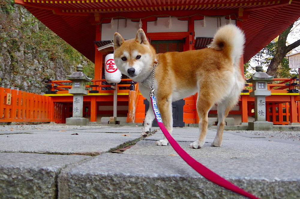 美国队未来展望:培养更多复合型选手,提升整体作战能力,美国队怎么样