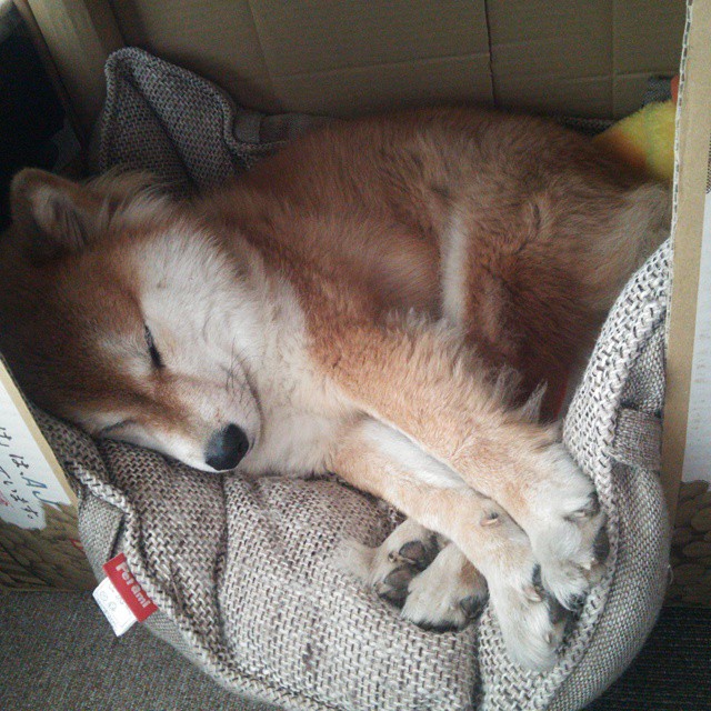 Kaiyun(中国)开云-哈伦冲线瞬间引爆全场气氛，什么叫哈伦版型