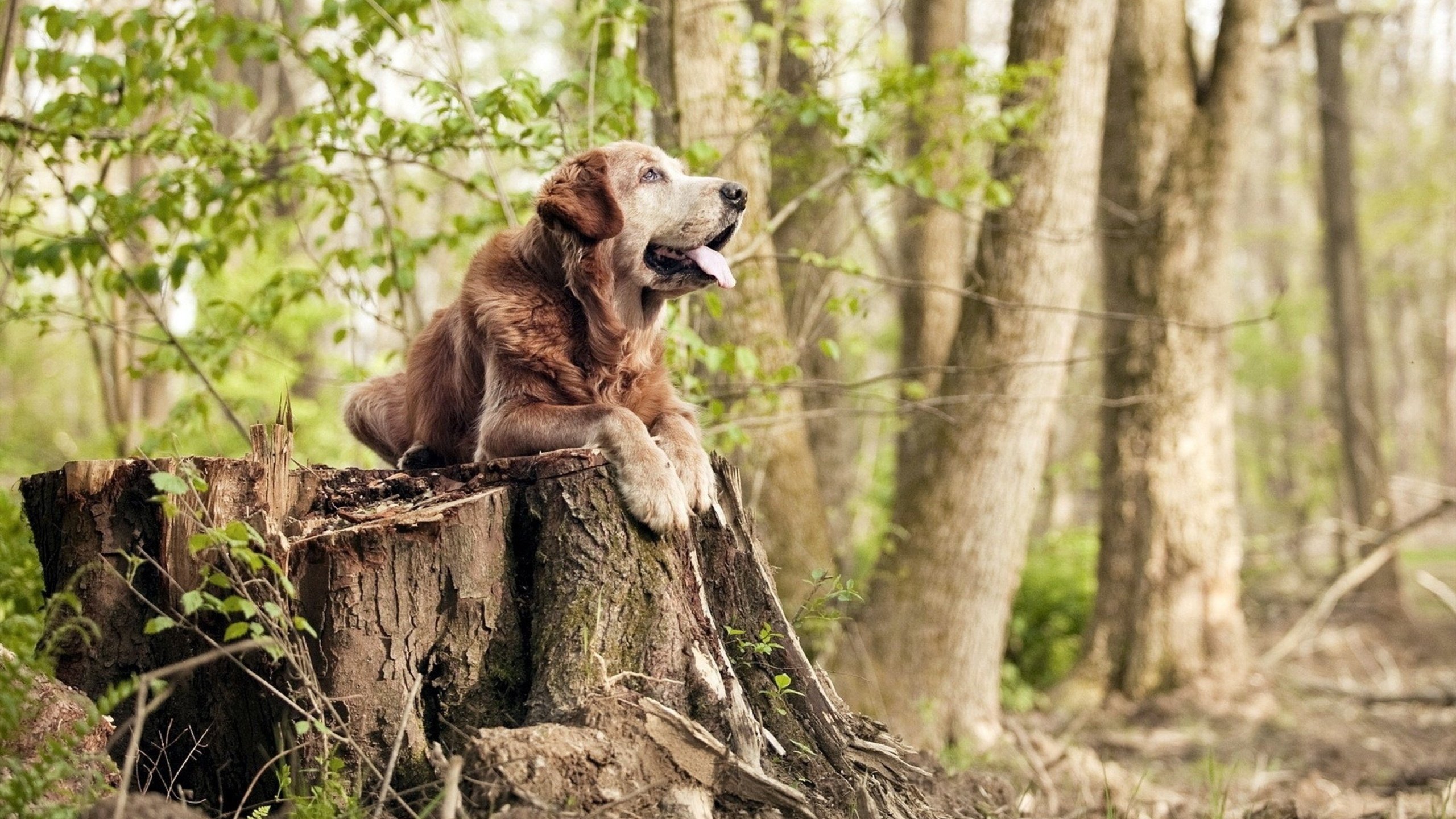 开云体育移动版-国家队增加高强度对抗课提升身体抗压适应能力，提高对抗能力和水平